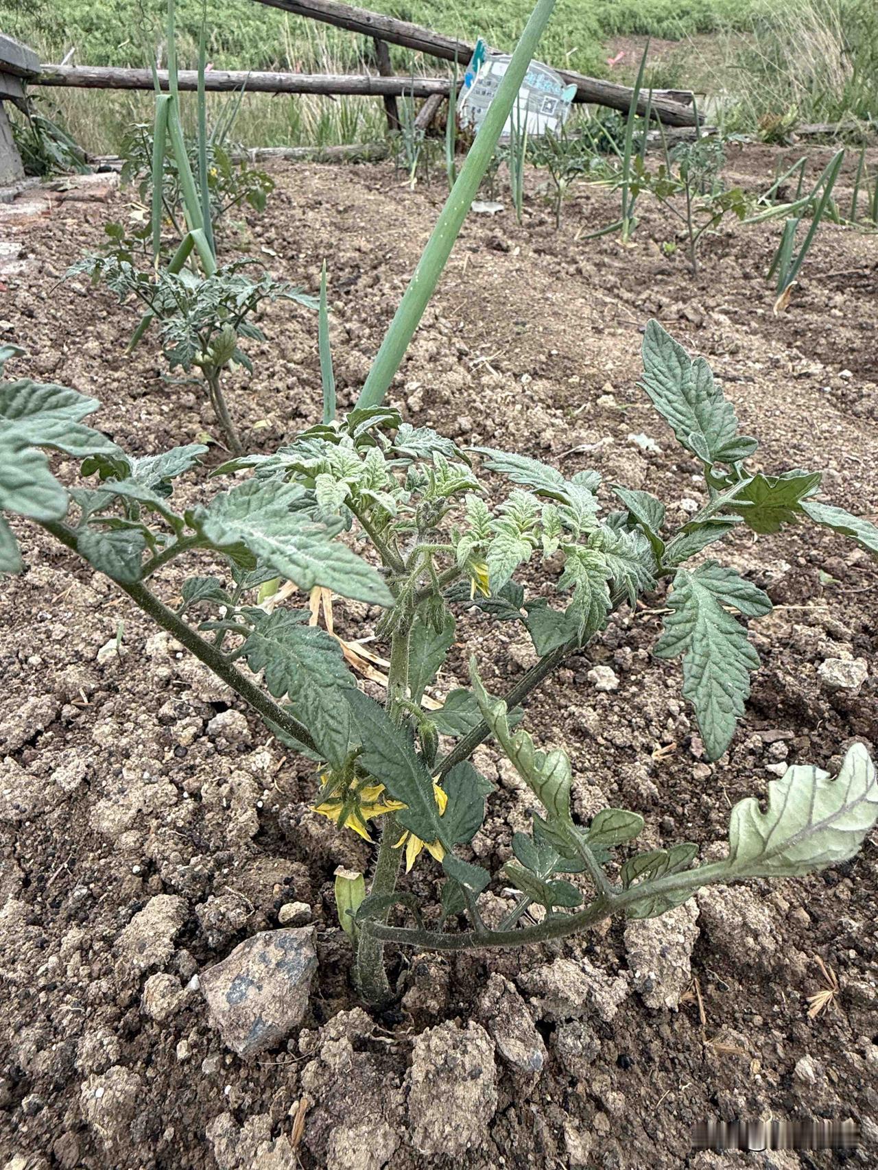 【小对联】
上：调理；
下：……？