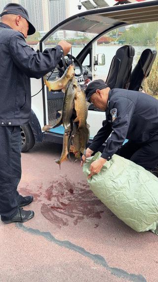 一名男子在人工湖用弹弓鱼镖射鱼。
结果被巡逻的保安当场抓住。
最后他射中的鱼也被