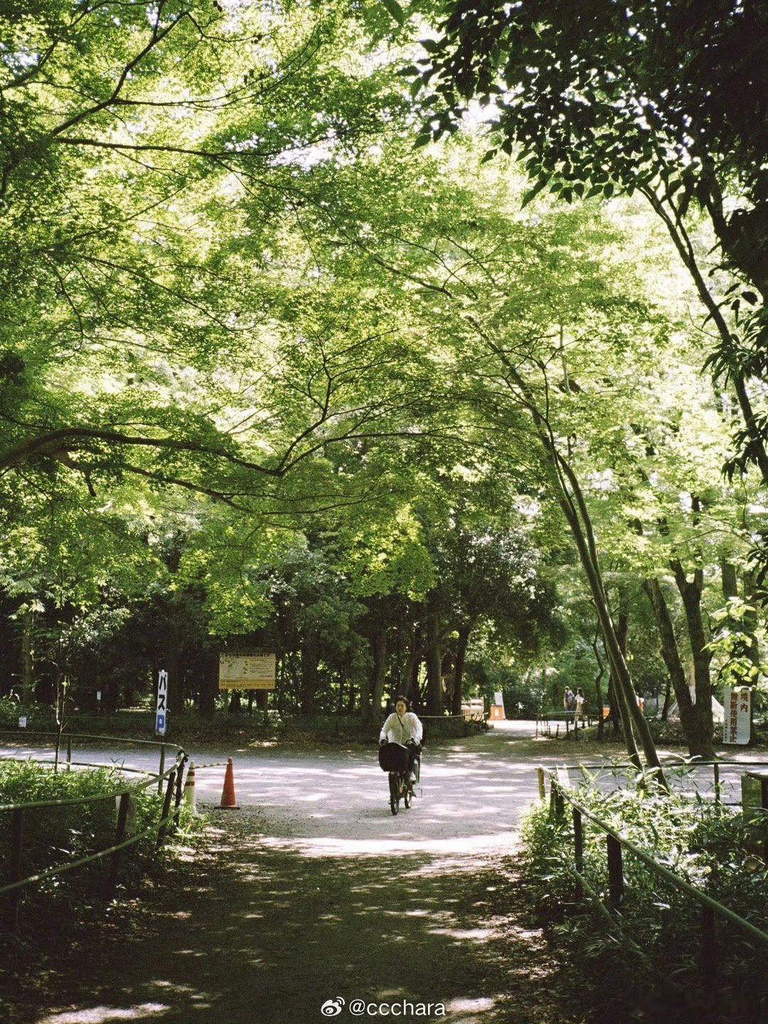 #重庆约拍[超话]##重庆约拍啦[超话]##重庆约片啦[超话]# 夏天树叶的声音