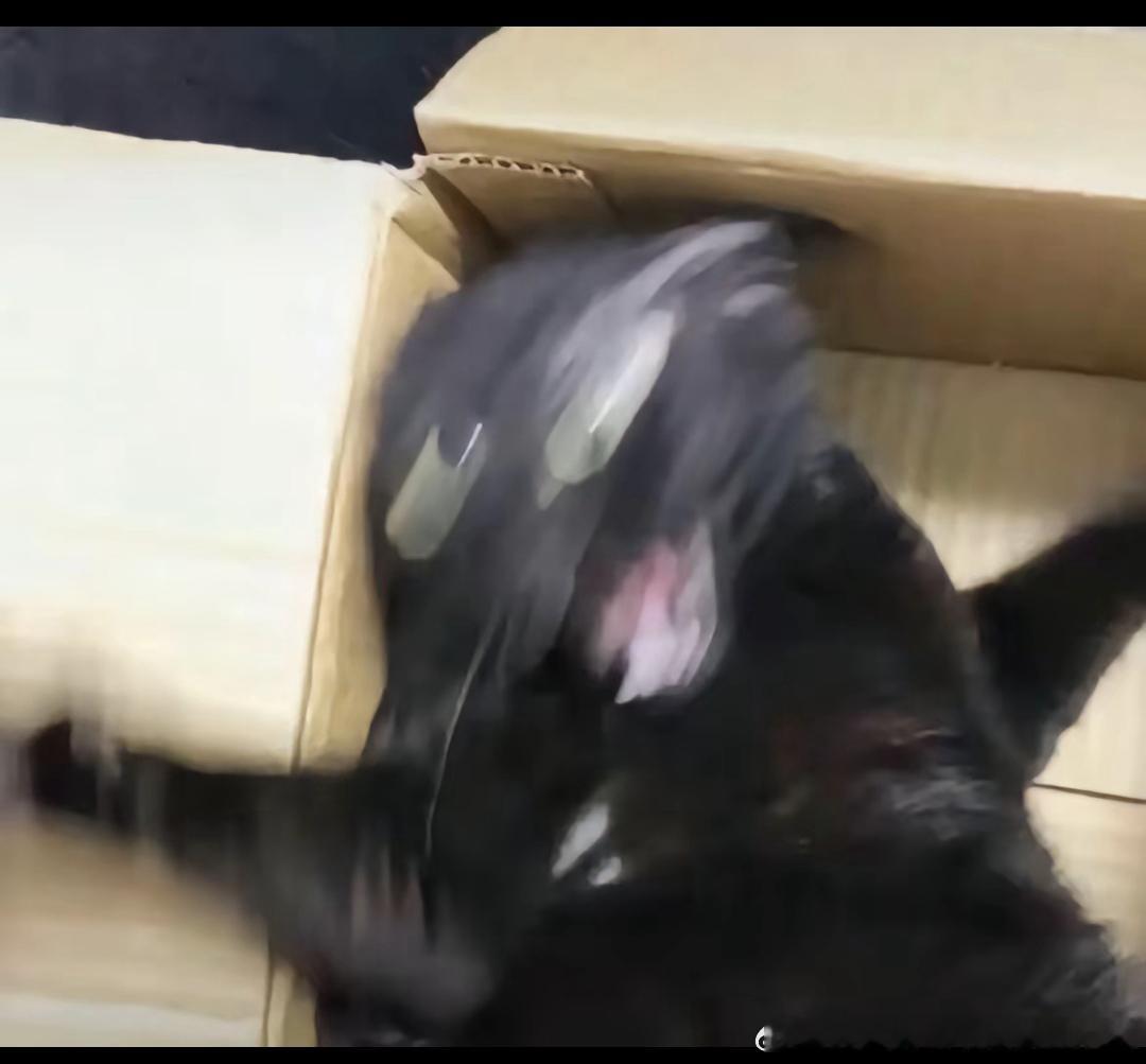 49373【丑猫｛刷视频看到的笑死我了无法洗澡之猫