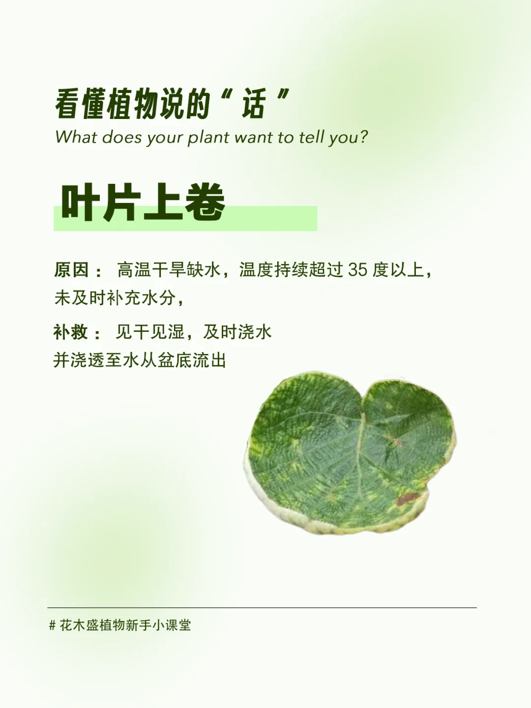 读懂植物“语言”，看叶子状态识病变❗