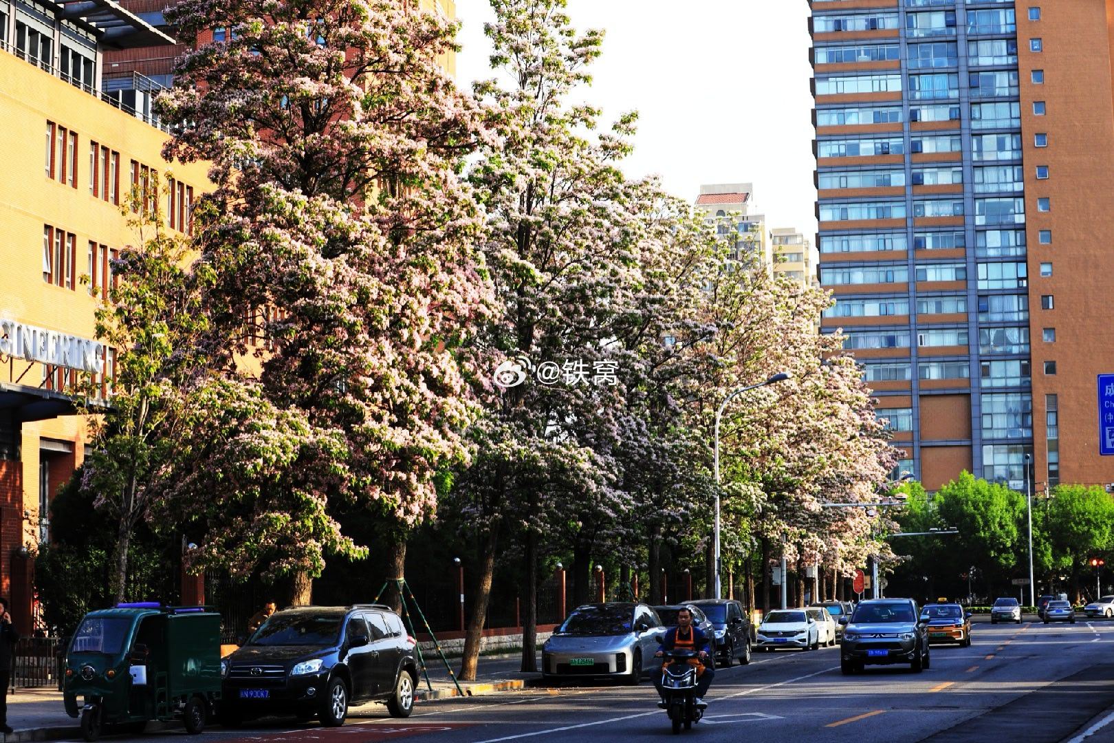 中关村最美街道  满街都是盛开的楸树花摄影