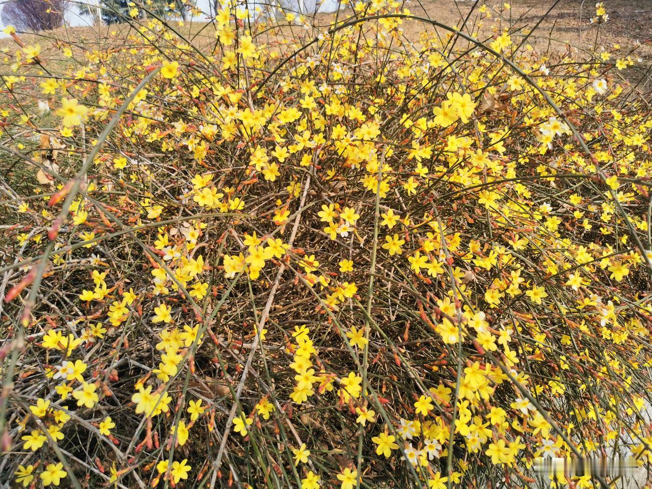 婚龄二十多年的中老年妇女，去婆婆家过了二十多个春节了。没做过饭，没洗过碗。

为