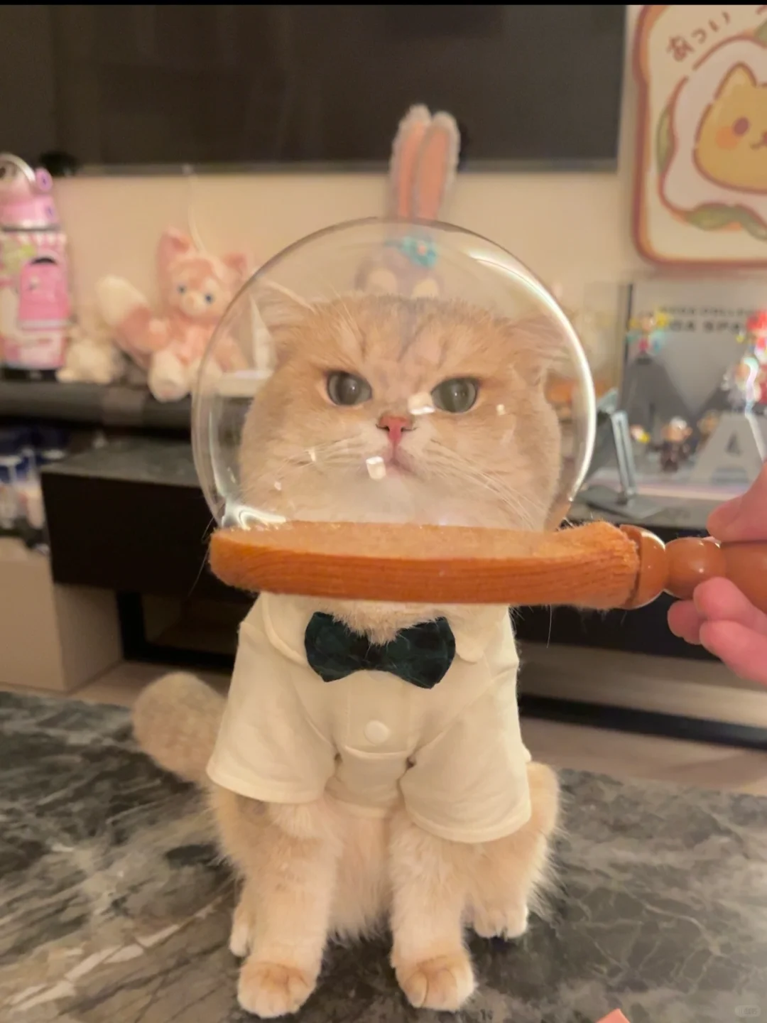 猫猫太空舱情侣头像！