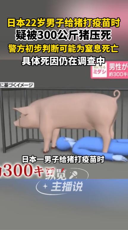 日本鹿儿岛市，一名22岁的男子是农场工作人员，他独自在猪栏内为一头重达300公斤
