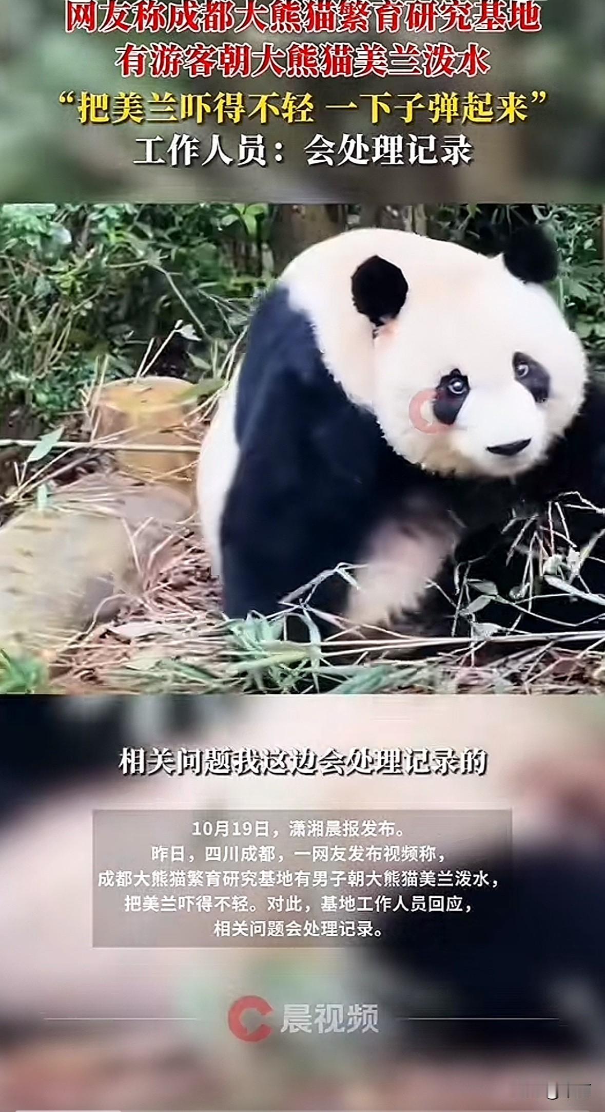 10月18日下午，成都大熊猫繁育基地里，19岁的大熊猫美兰正低头吃竹子。一名黑衣