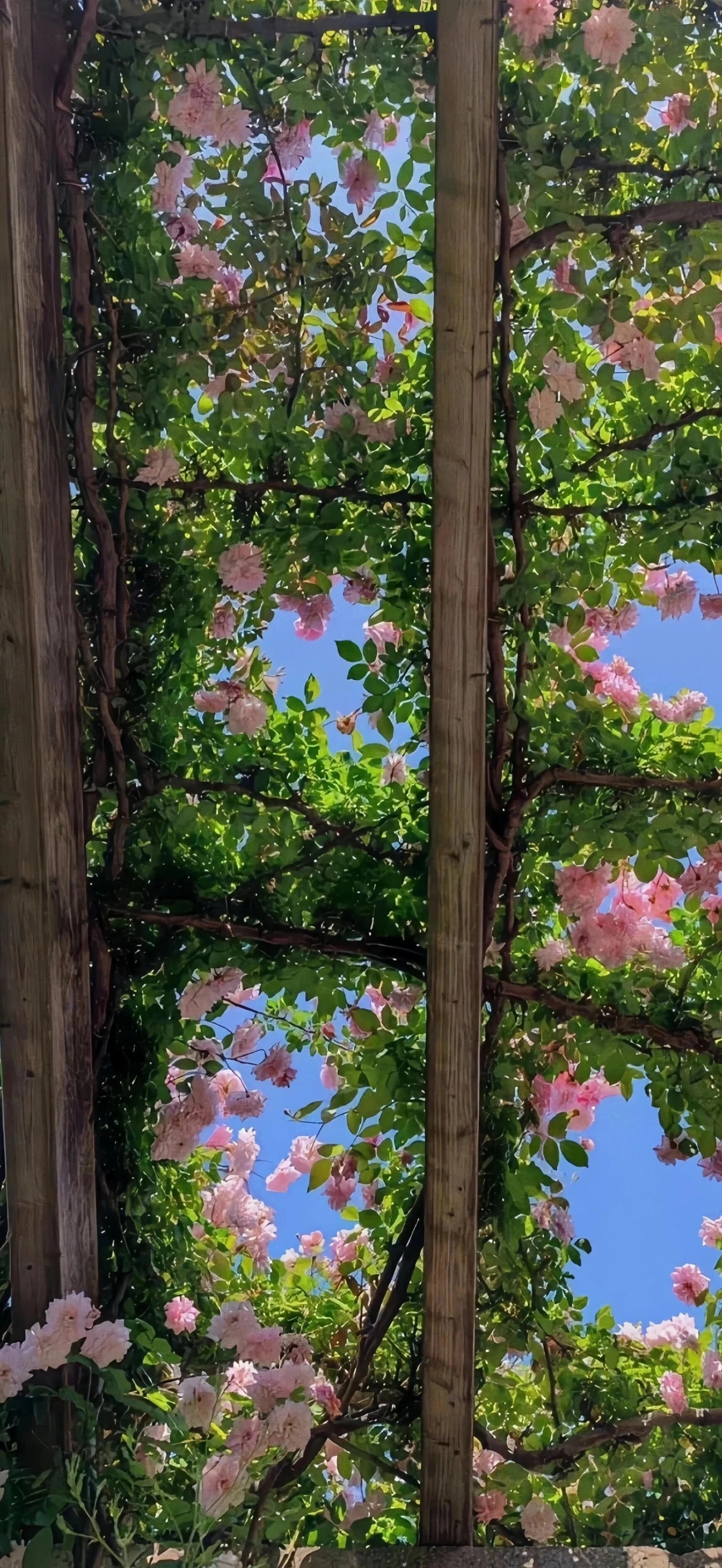 心态放平，万事皆顺。 