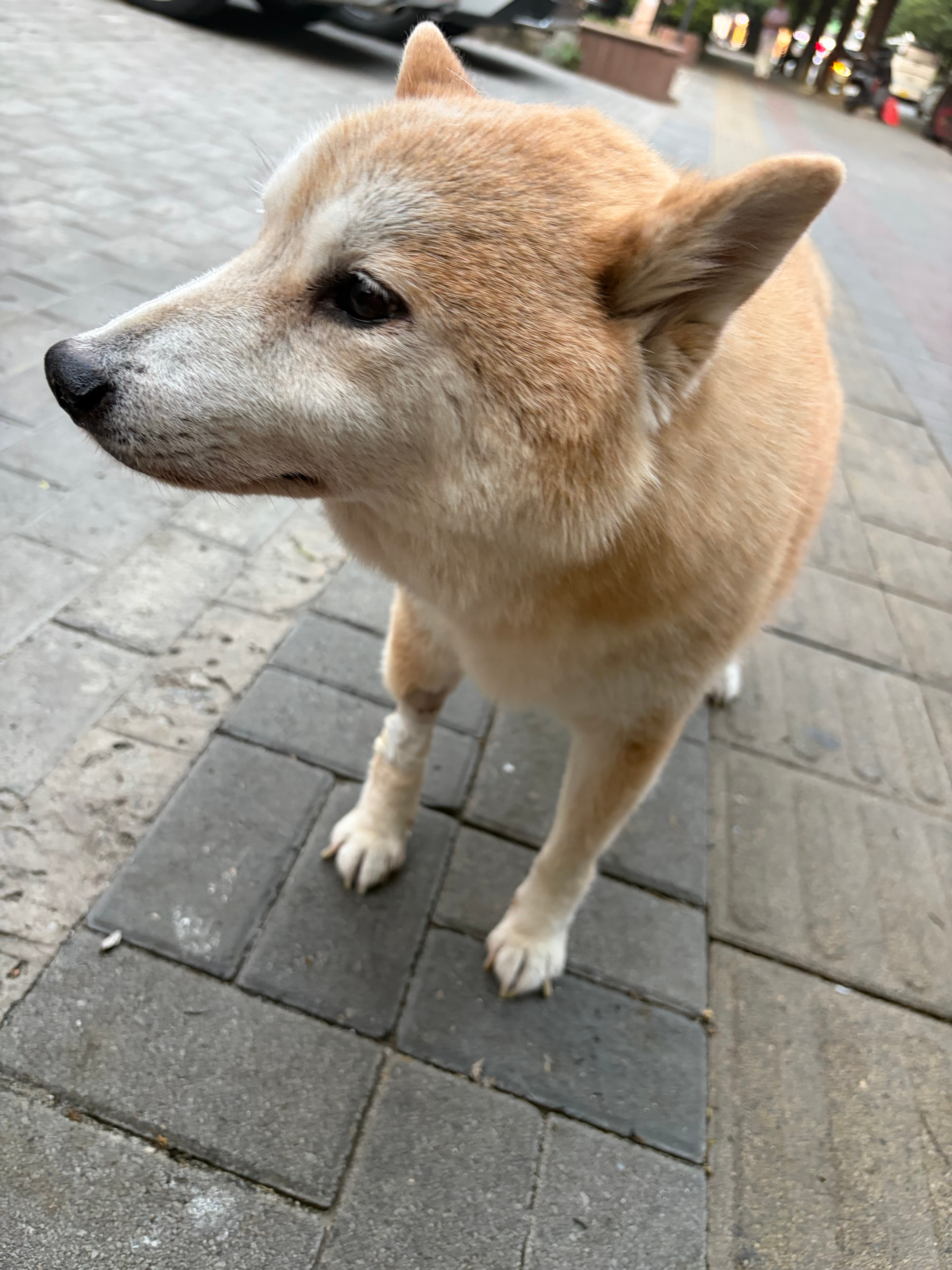 昨天拍团片的时候接到我爸电话，说哆哆住院了我想过哆哆会老，但是没想到会这么突然，