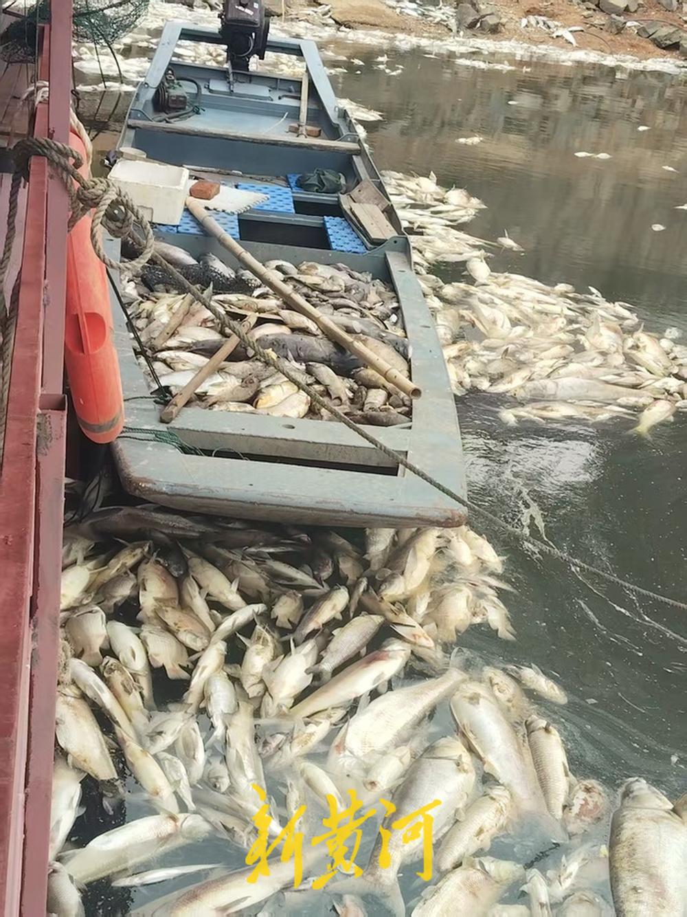 近日，福建省三明市尤溪县尤溪口镇的渔乐小镇出现大量死鱼漂浮在河面和岸边。有养殖户