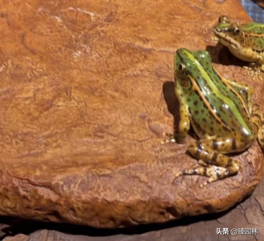 伊朗民众庆祝木杰塔巴当选新最高领袖！
   ①伊朗面积约165万平方公里，近亿人