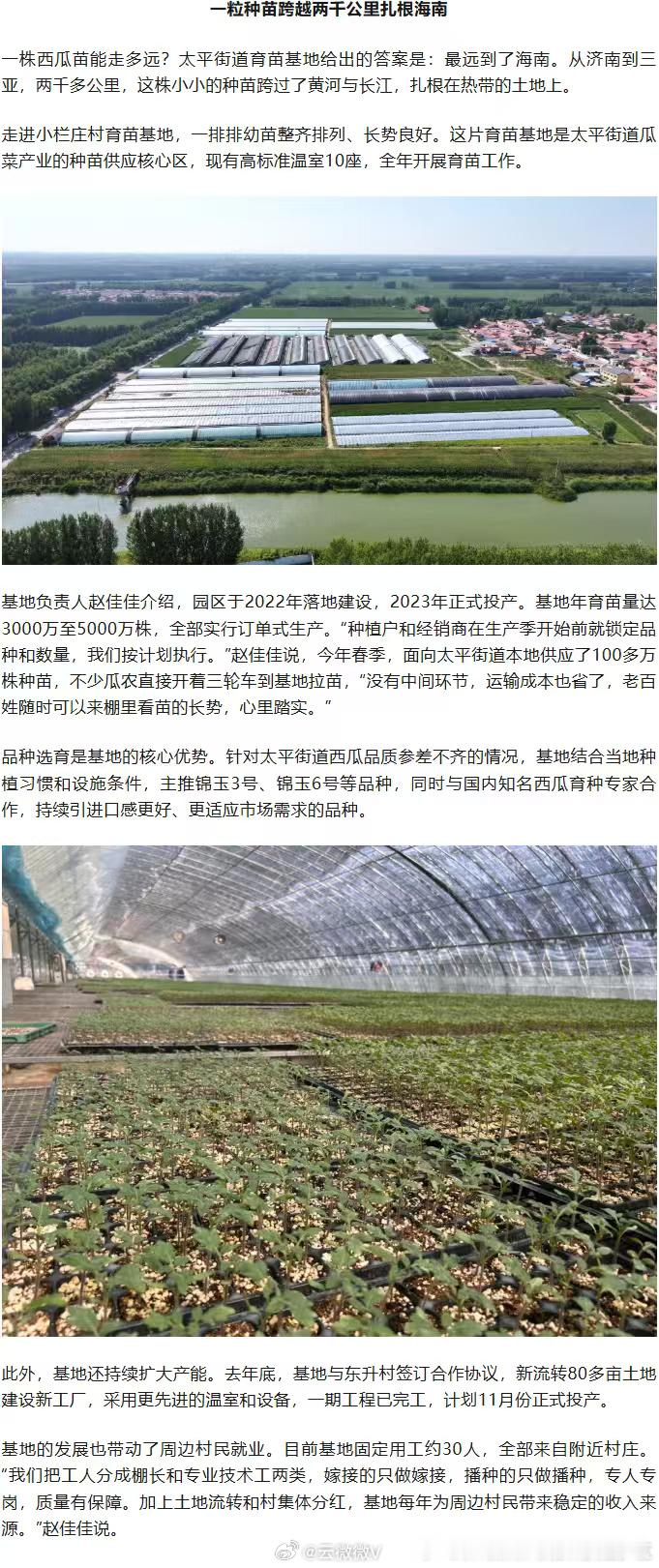 济南起步区太平优品如何走南闯北 西瓜苗“跑”到海南结了果，鲜蔬菜“端”上海底捞暖