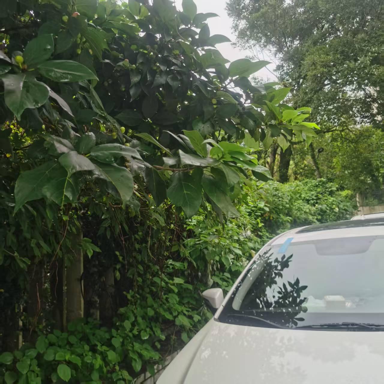 一个初中生的恶意

那天，母亲让我晚上回家时，顺便给家里买块香皂回来。我所在学校