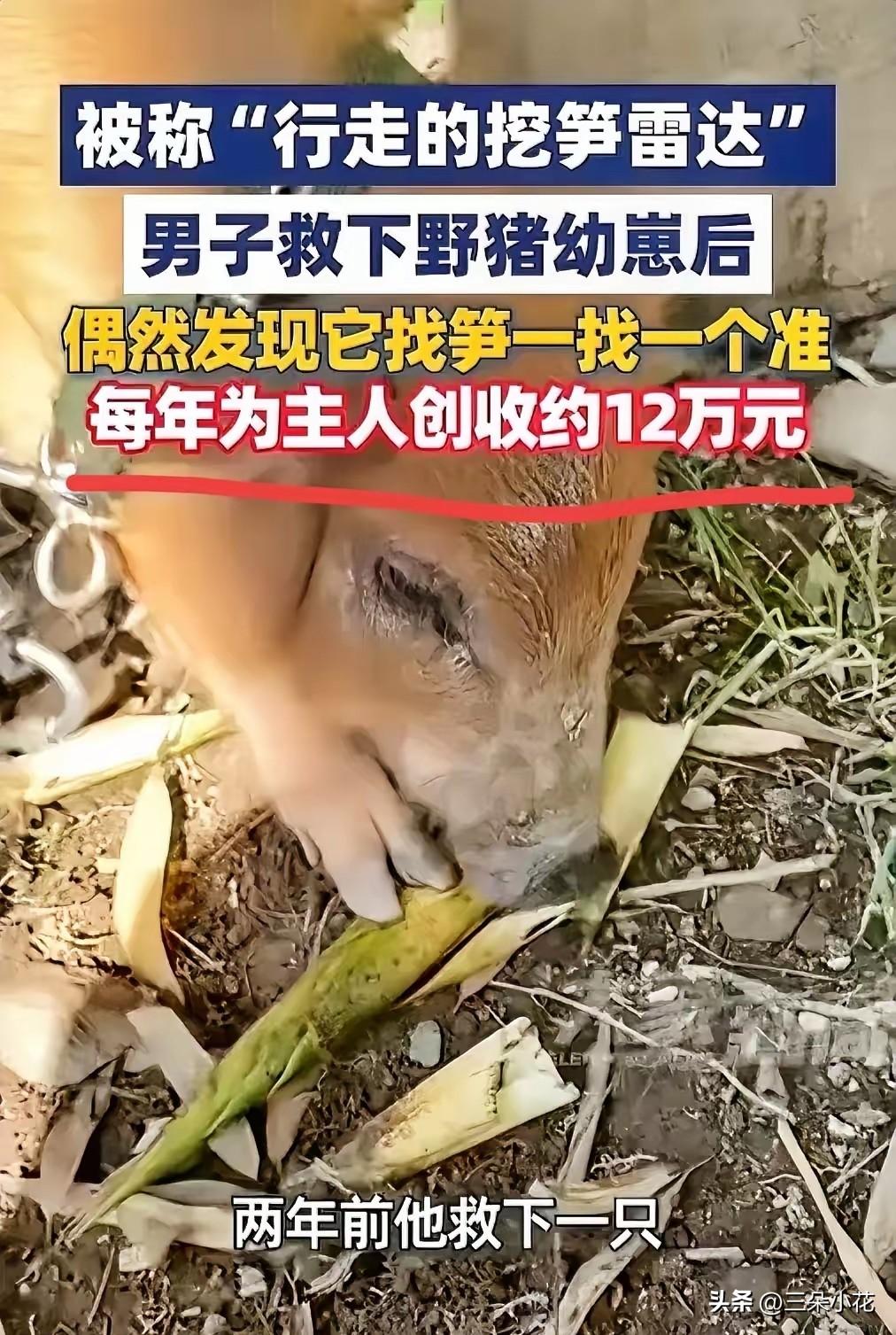 真是来报恩的！”5月24日报道，浙江温州，一男子两年前在山里面救下了一只受伤的野