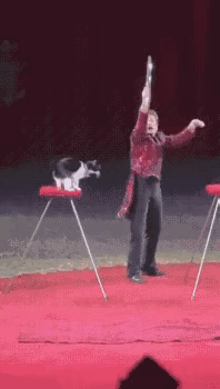 猫咪：开什么玩笑？我从另一边过不是一样吗？