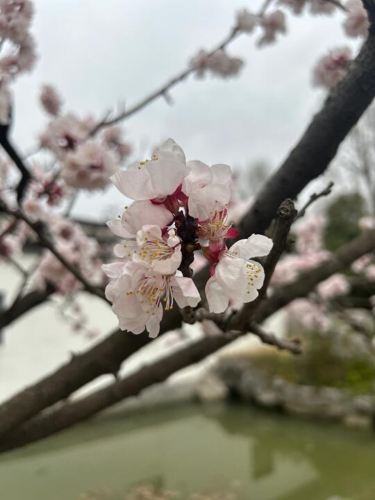 春天的美，怎么看都看不够呢！