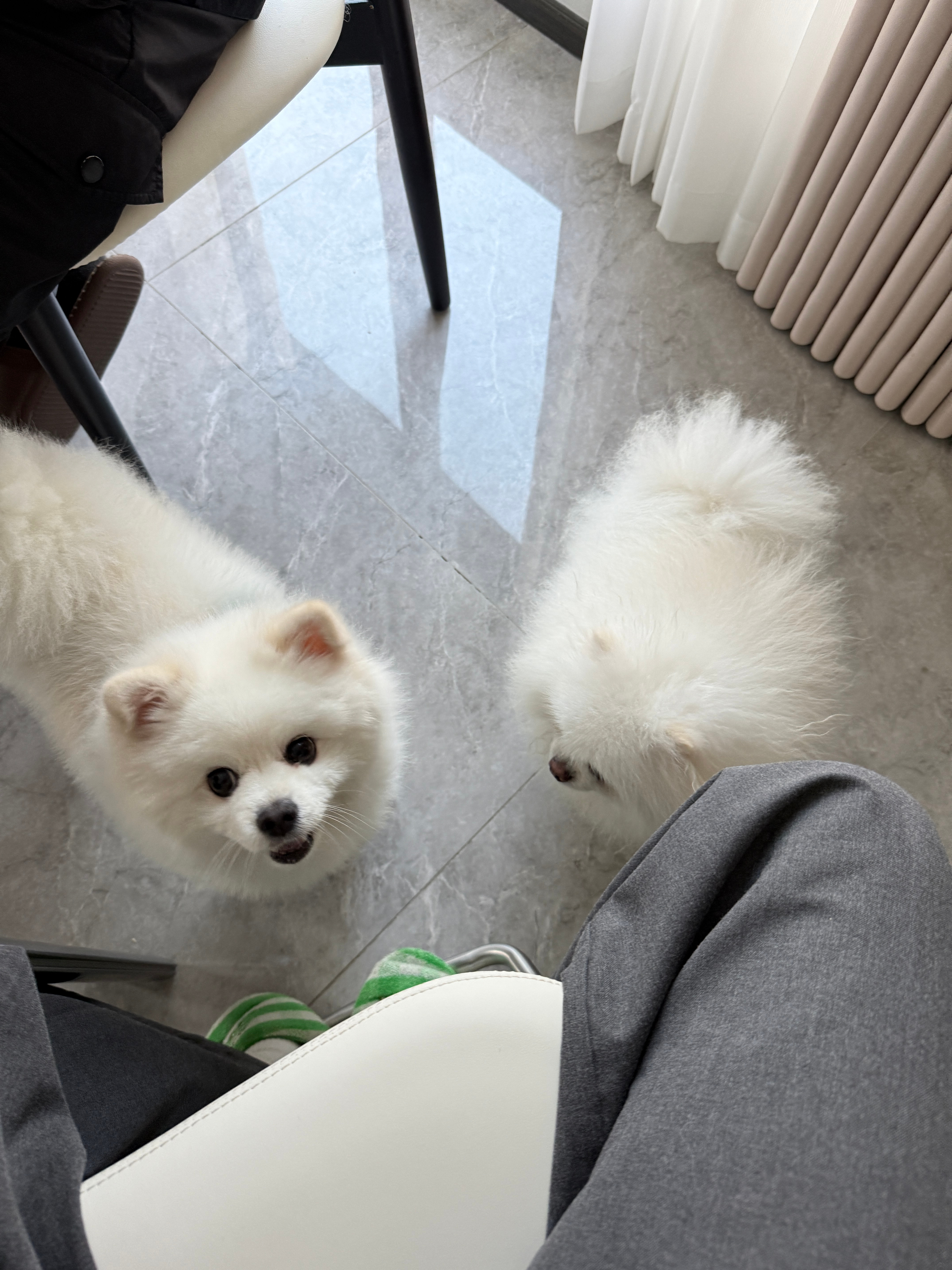 蛋糕和他的“儿子”椰奶哈哈哈哈哈好可爱呜呜我的小派尊嘟很cuteeee蛋糕被我吵