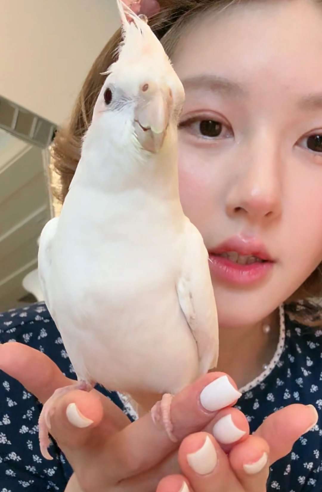 赵露思的鸟按麻将取名赵露思的鹦鹉名 巧七对龙七对那就祝俺们露思把把自摸！！！ ​