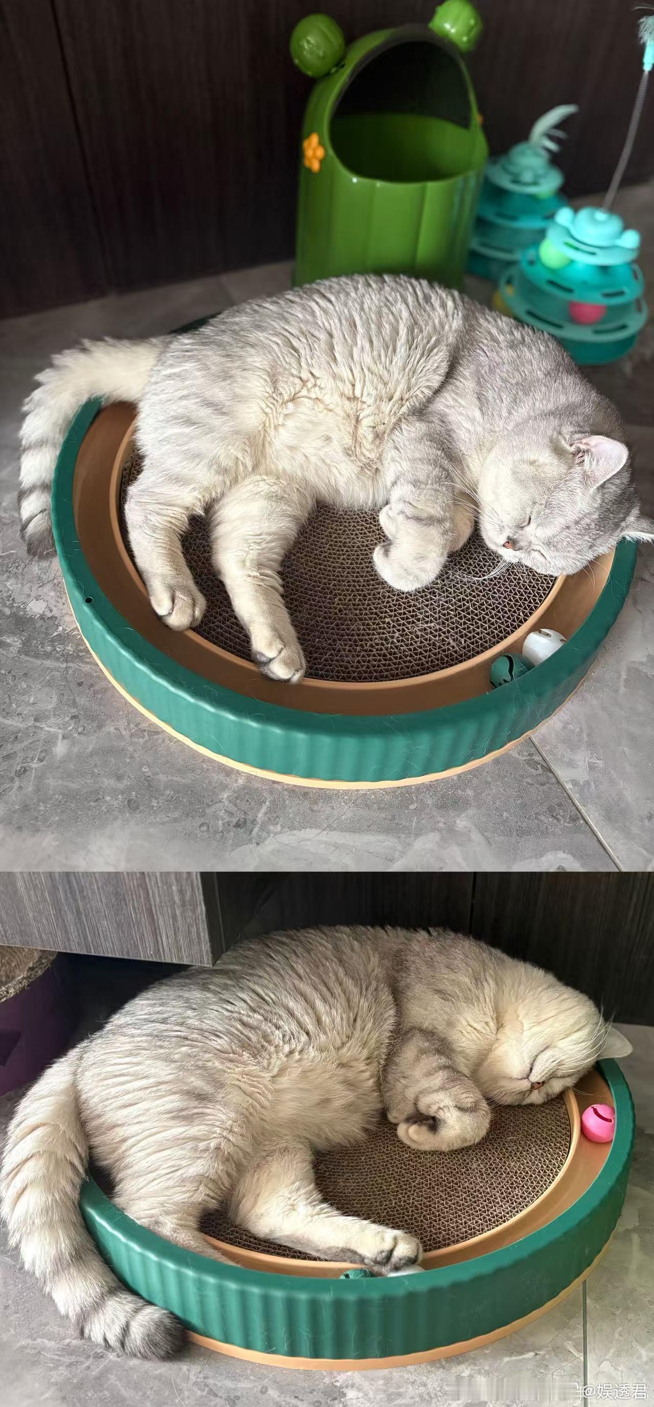 张泽禹拍的复制粘贴 张泽禹晒出的猫咪照片太有意思了，妥妥的复制粘贴现场，小猫养得