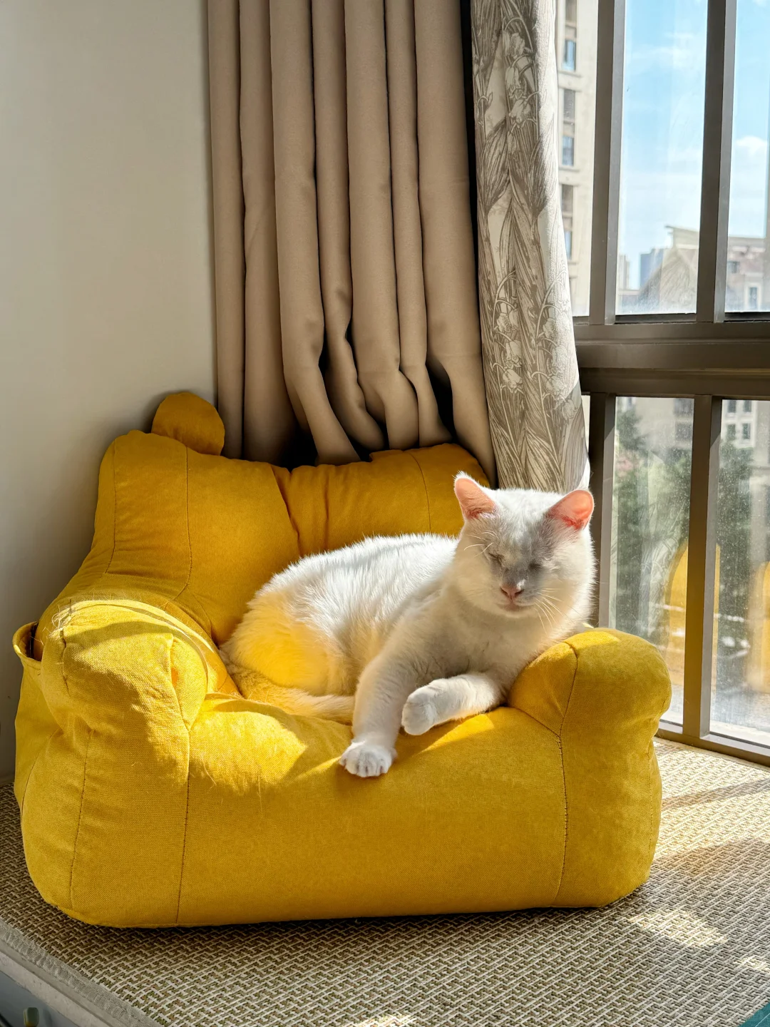 秋日/暖阳/微风/派宝