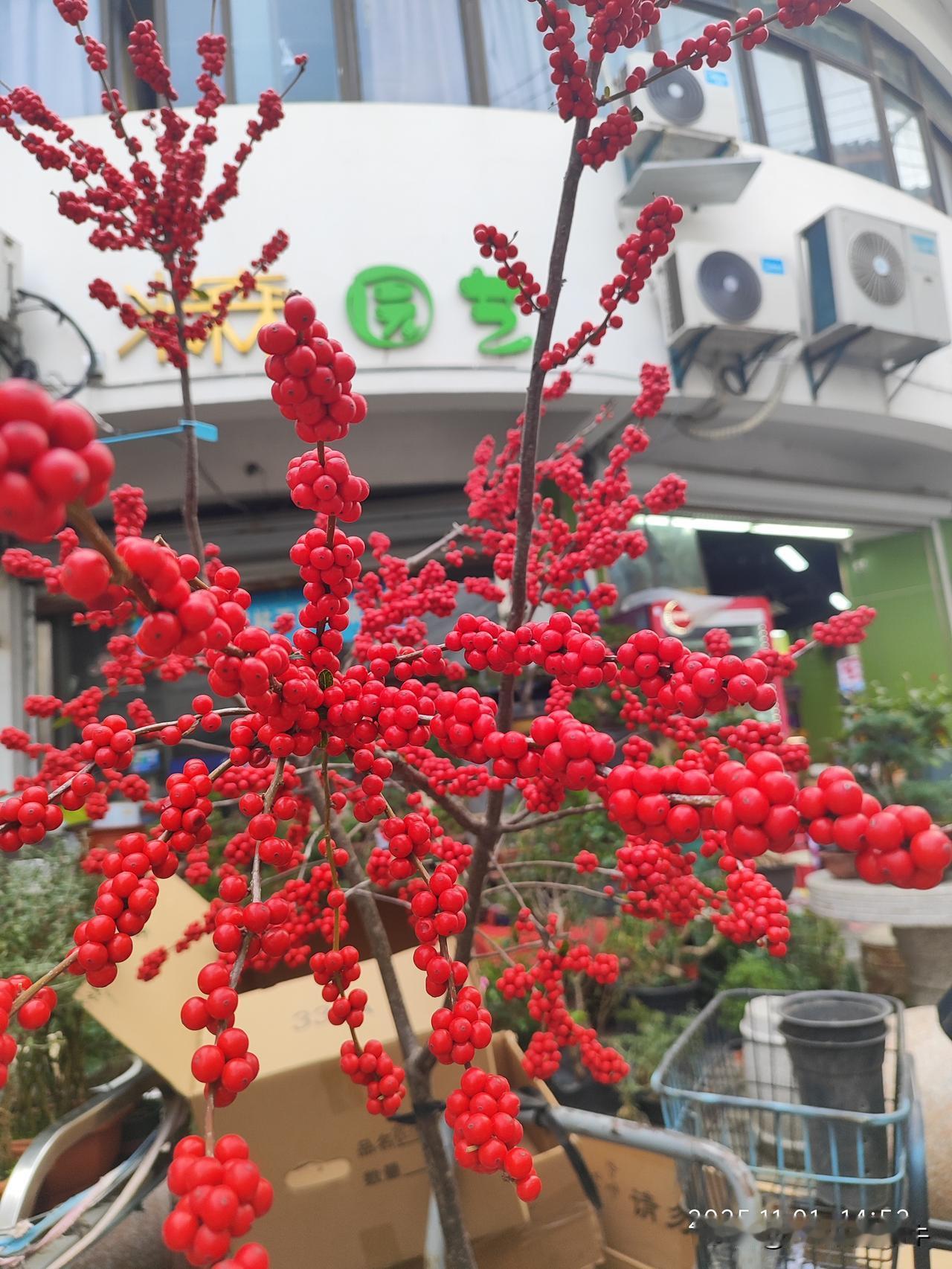 今天去了苏州观前街花鸟市场，随手拍了花花照片，真是心情极好呀！
一进去，可爱的宠