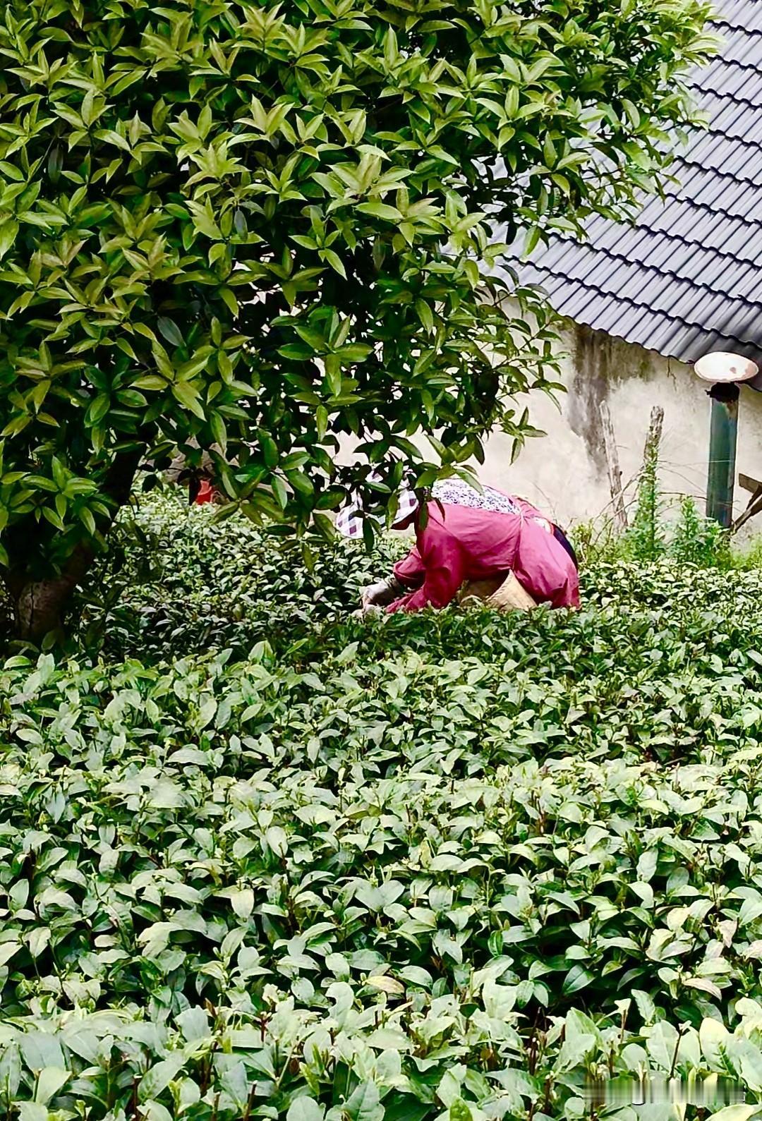 记录我在山区采茶的日子，信阳毛尖
今天上午采2.6斤毛尖，几位婶子夸我真会采茶，