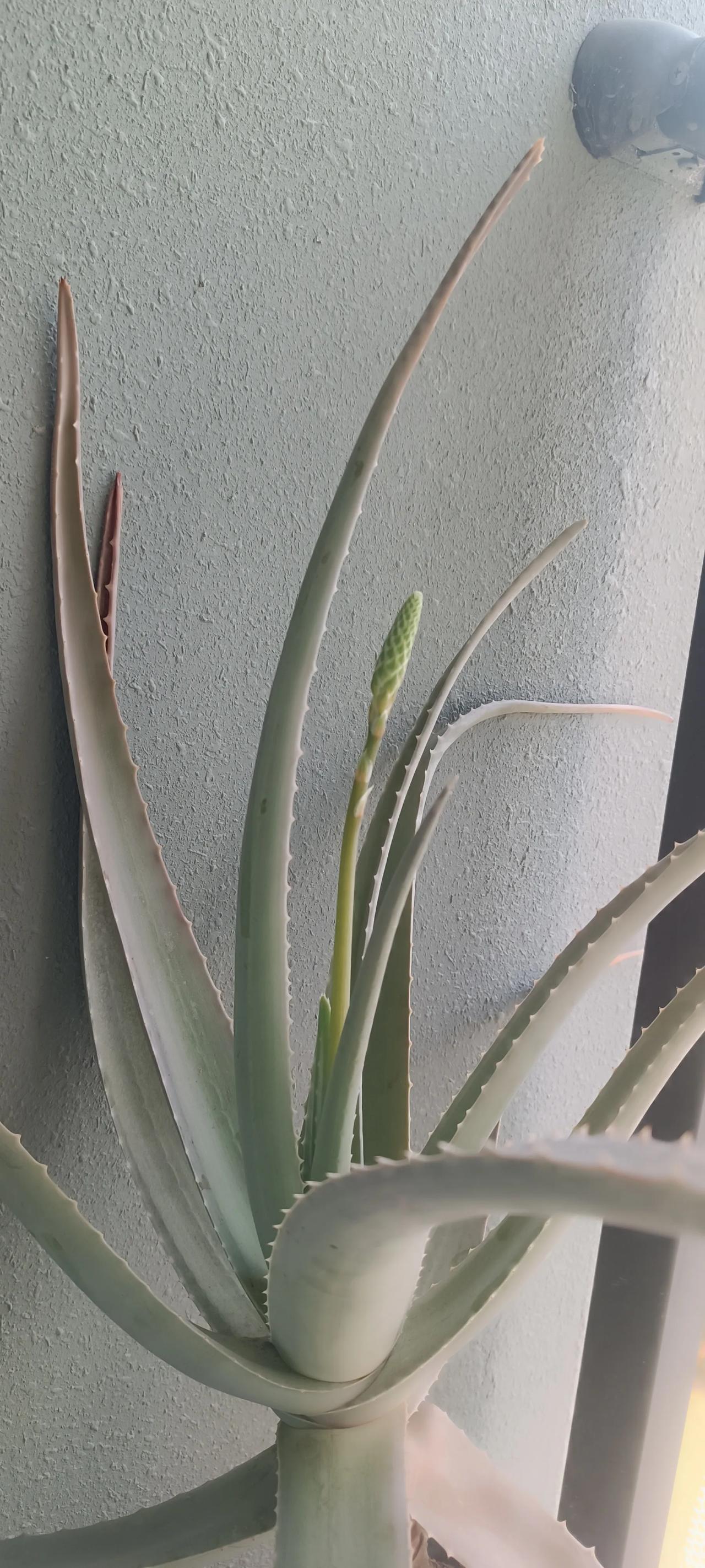 种了好多年的芦荟，今天一看居然有花蕾，含苞欲放了，这真是少见，这是个好的兆头，寓