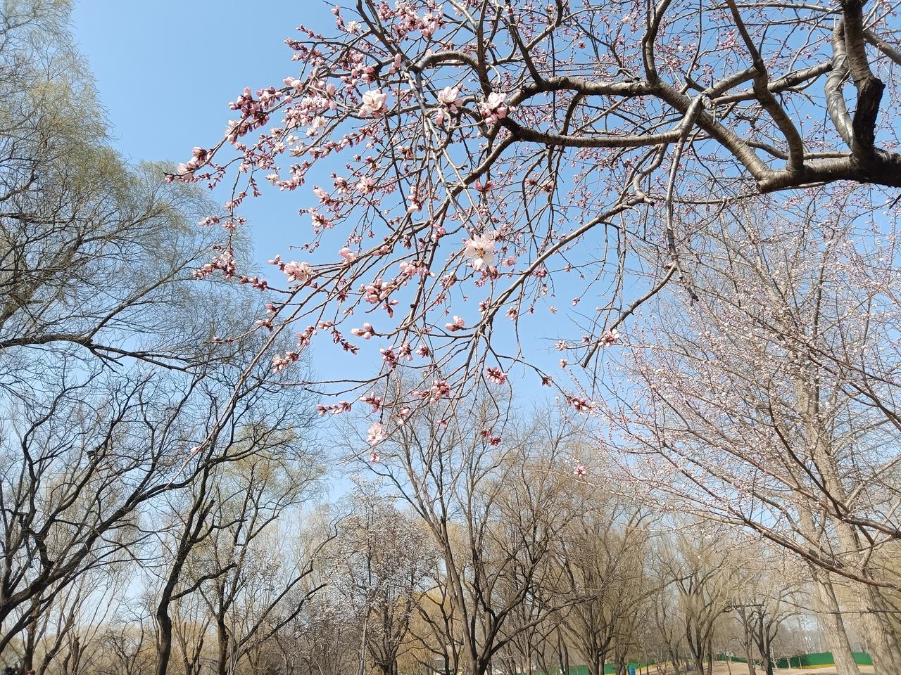 北京的早春