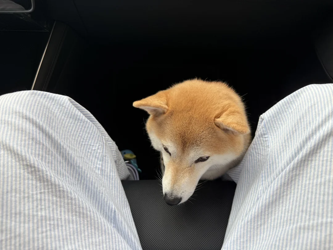 看看大家的自行车坐垫