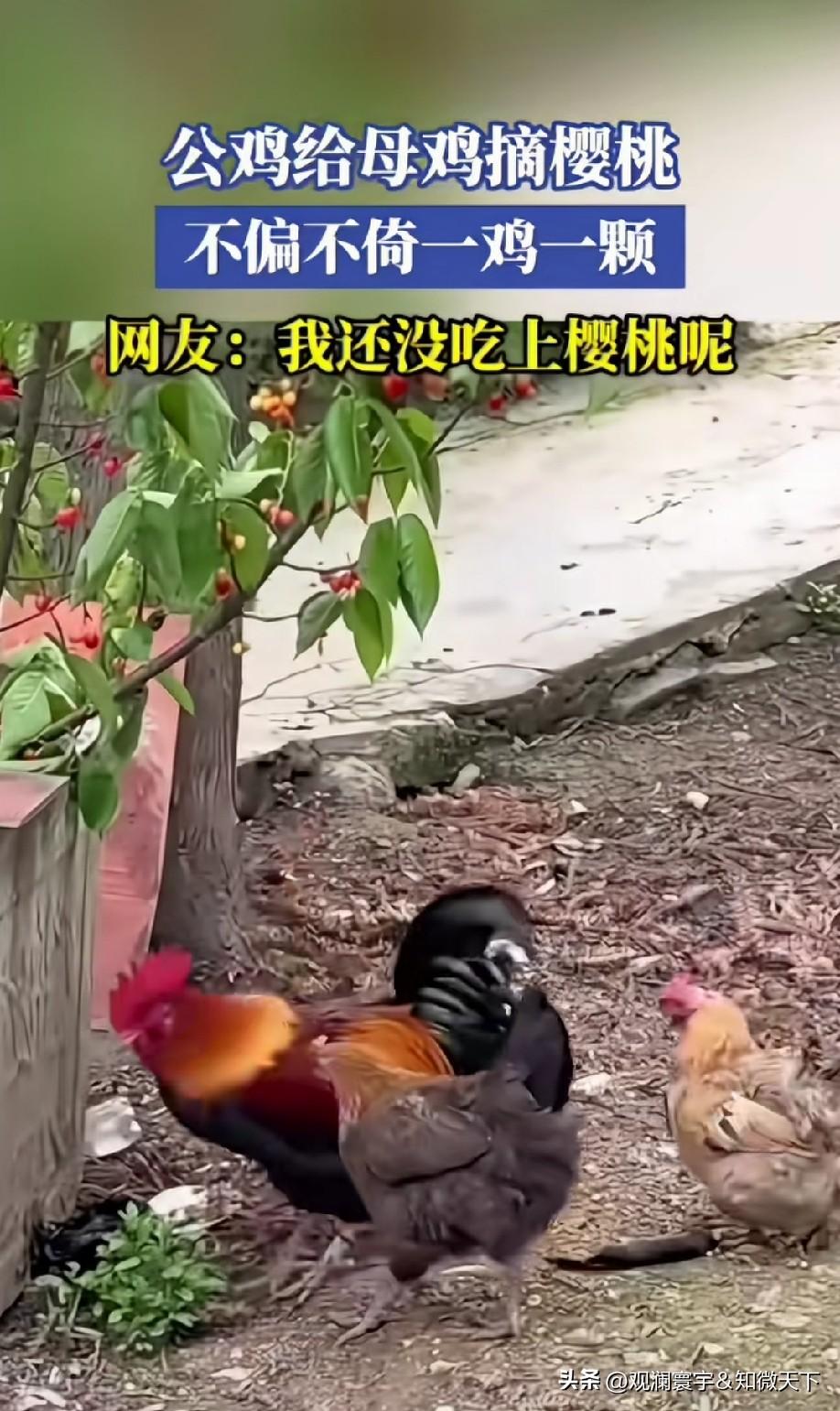 一碗水端平，谁都不得罪[捂脸]
也是一只“渣鸡”[偷笑]