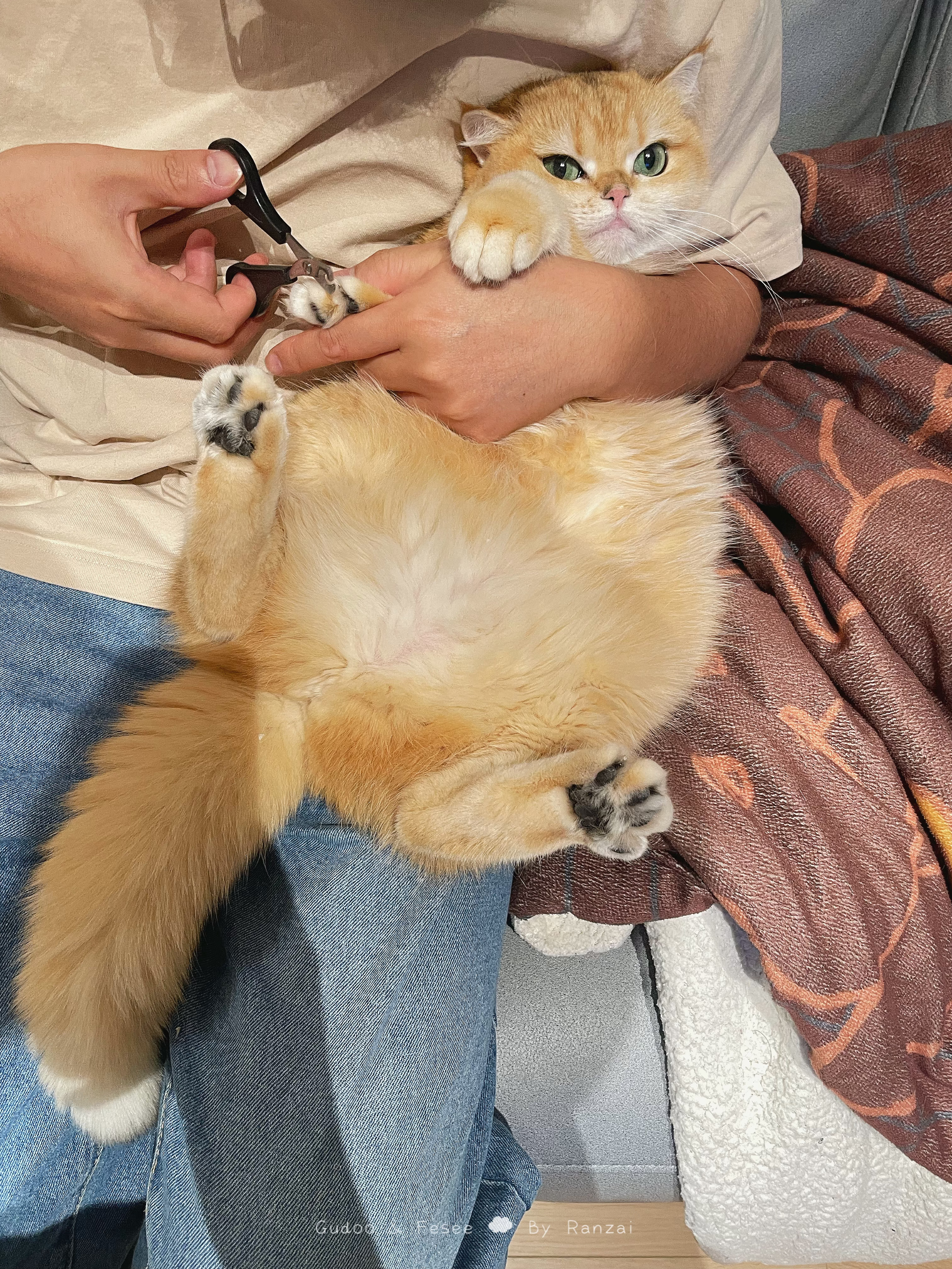 猫猫我啊，又被抓住了捏#菇冬怎么肥四[超话]##夏日萌宠清凉趴# ​​​