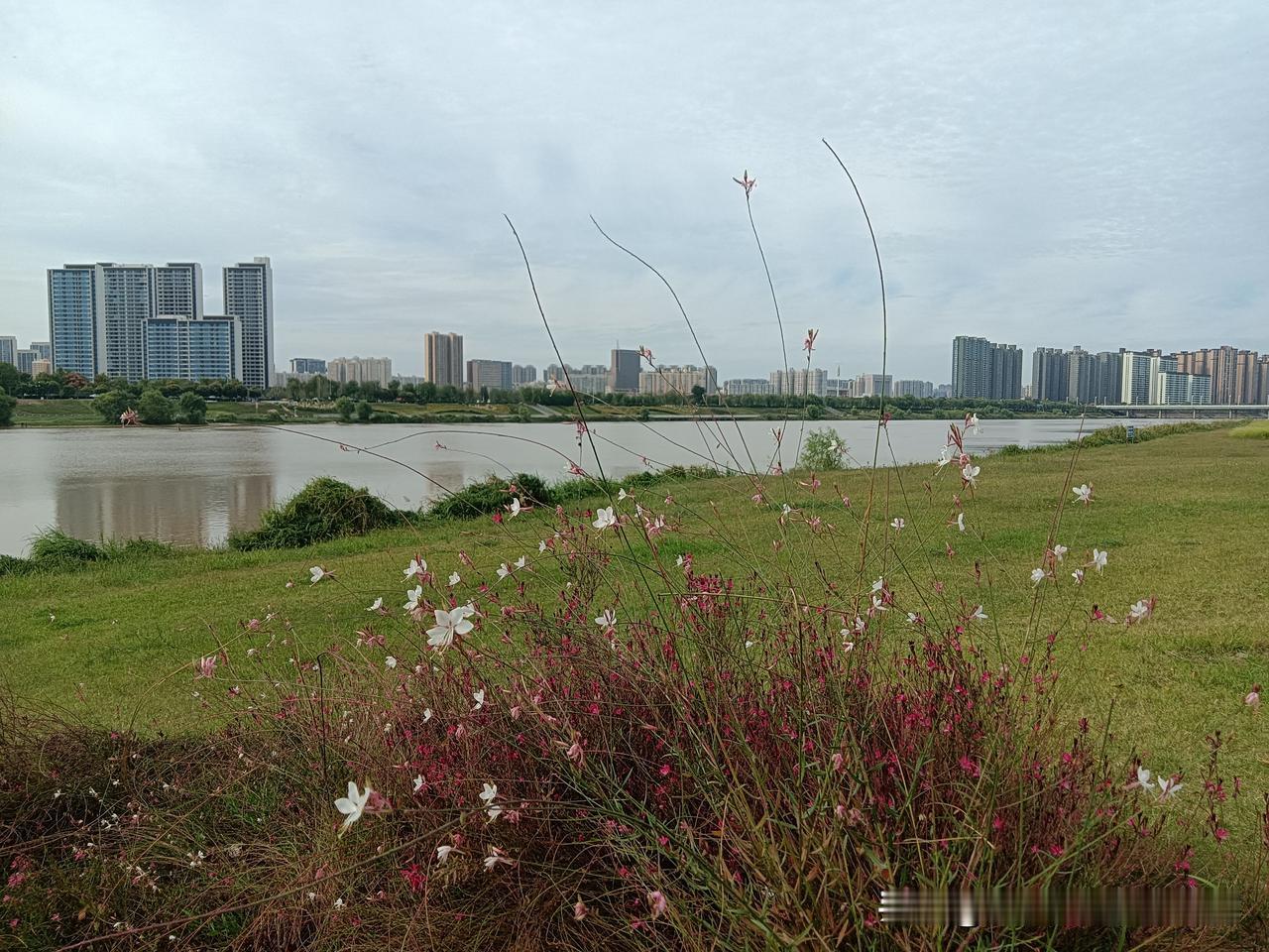 好长时间没来咸阳的钓鱼台公园了，今天下午，我再一次游走了这片美丽的花草丛中！我从