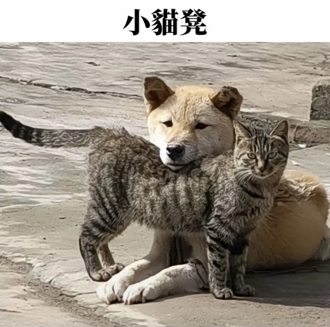🐱喵喵君与汪汪酱的meme梗图🐶