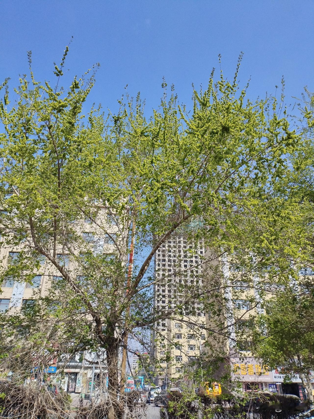 榆树钱
健脾和胃榆树钱，
助睡安神解失眠。
止咳化痰清肺热，
请续句……
（杀虫