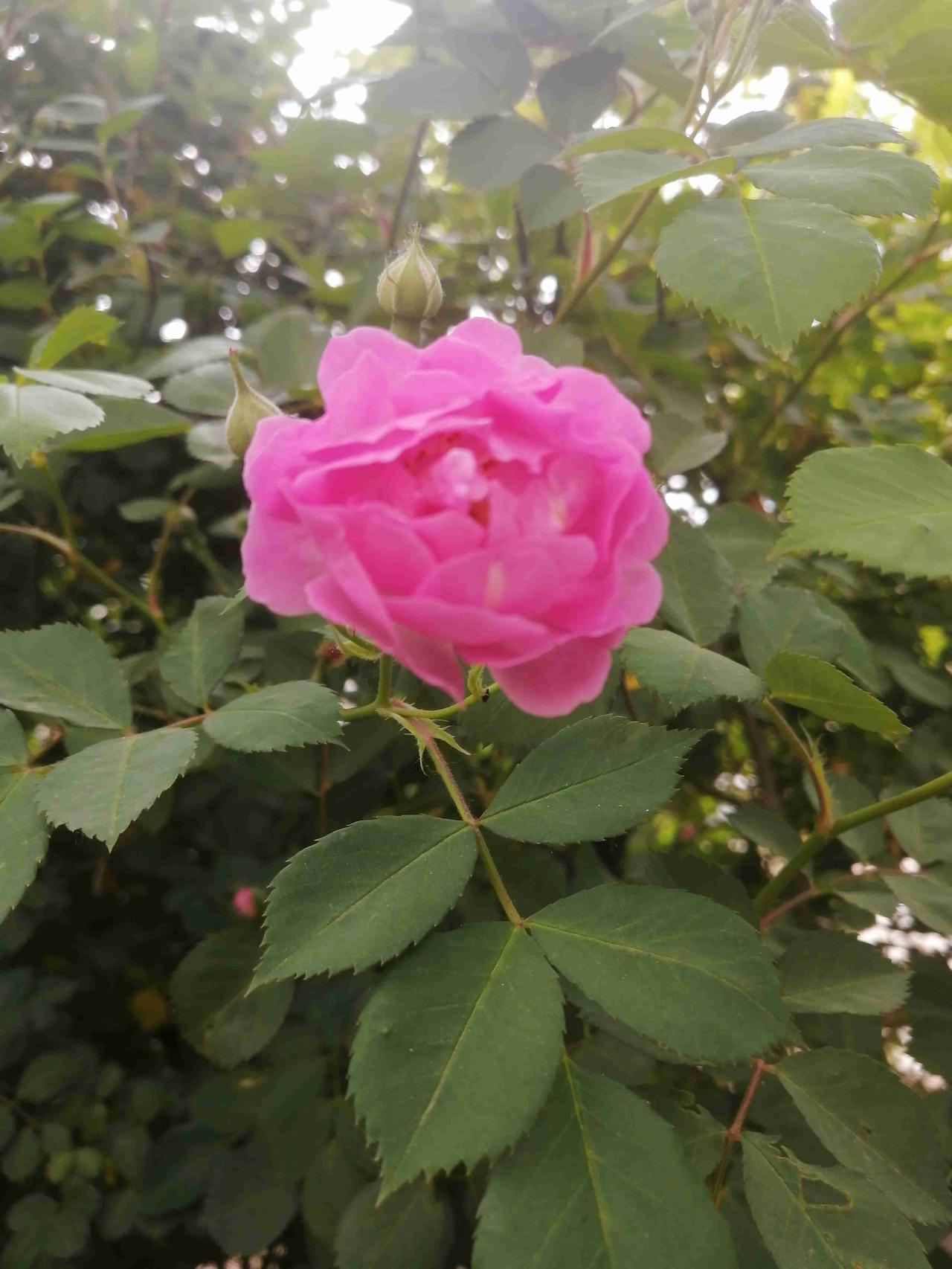 我的今日状态：😁轻松愉快
我这里的天气：☀️晴天
蔷薇花儿开，好运自然来。