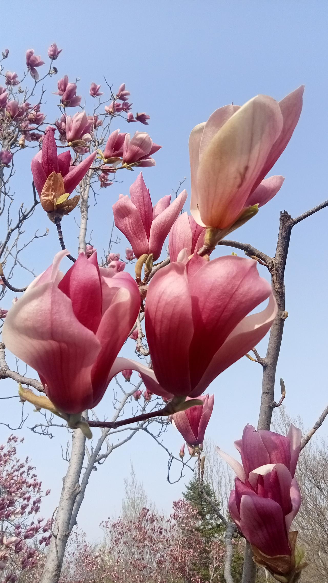 最近玉兰花盛开，我也忍不住拍拍拍。我拍的玉兰花，白得像雪，花瓣层层舒展，在蓝天的