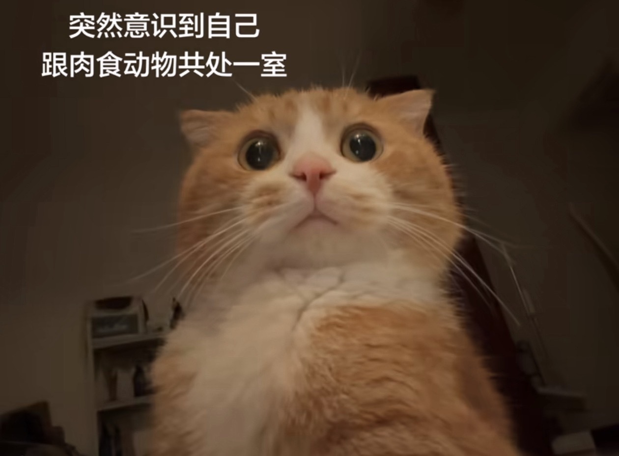猫咪科学家觉醒：突然意识到自己跟肉食动物共处一室