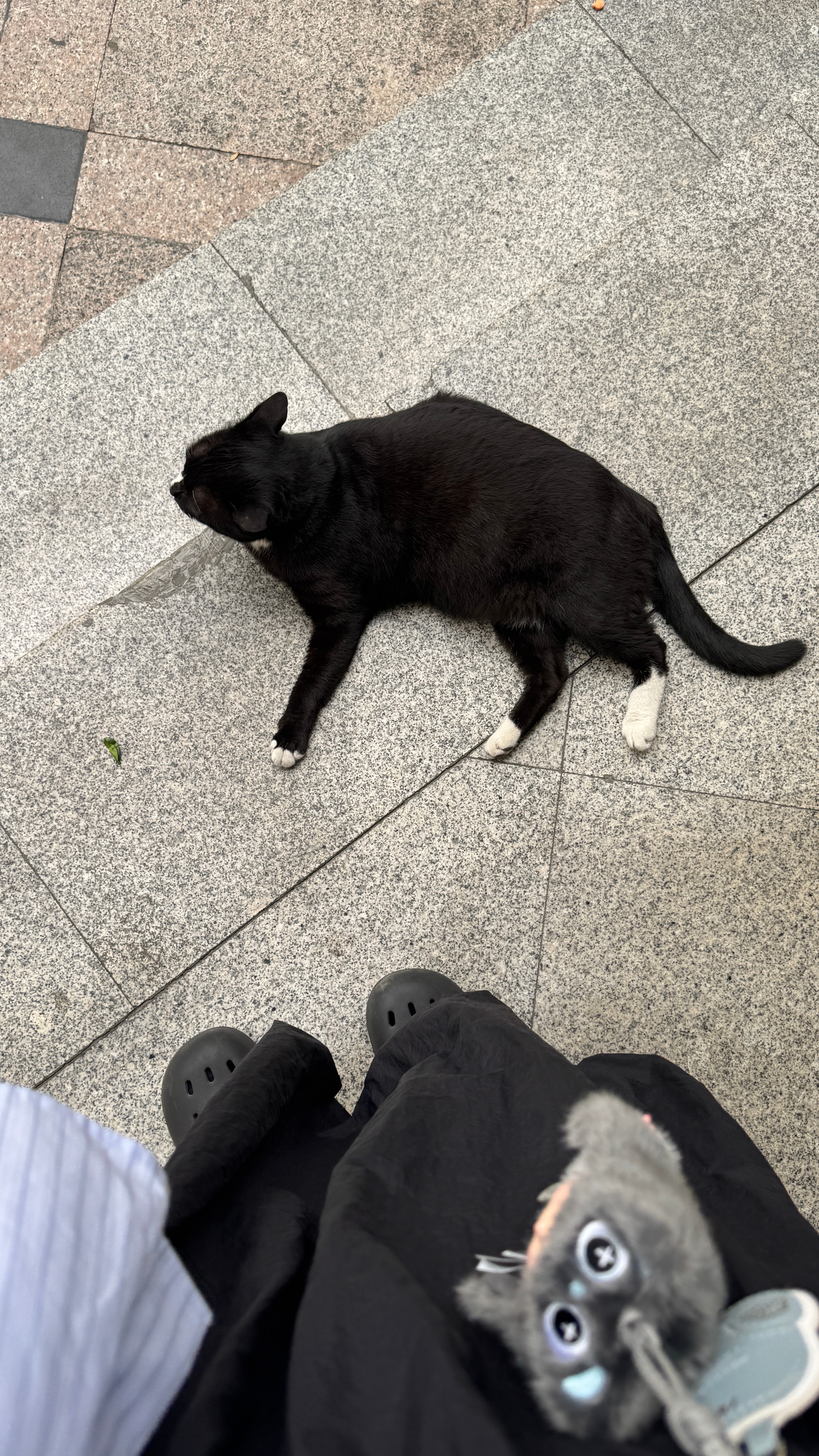 这咪还是这么高冷🐈⬛ 