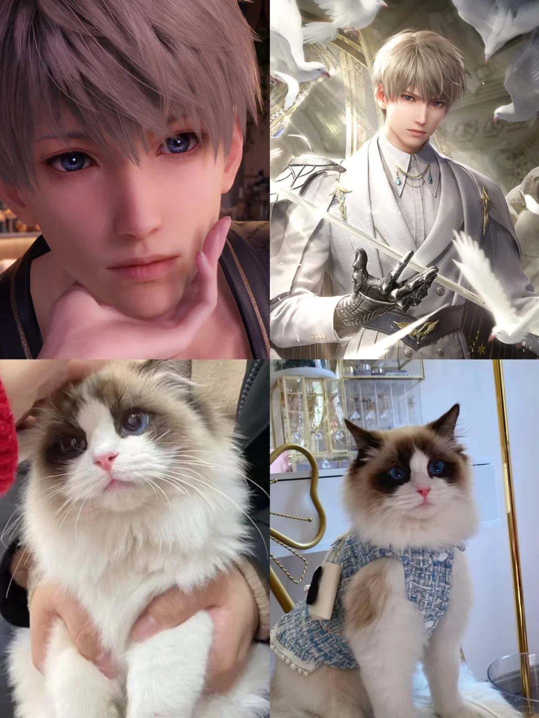 如果沈星回是布偶的话🥺那我家猫