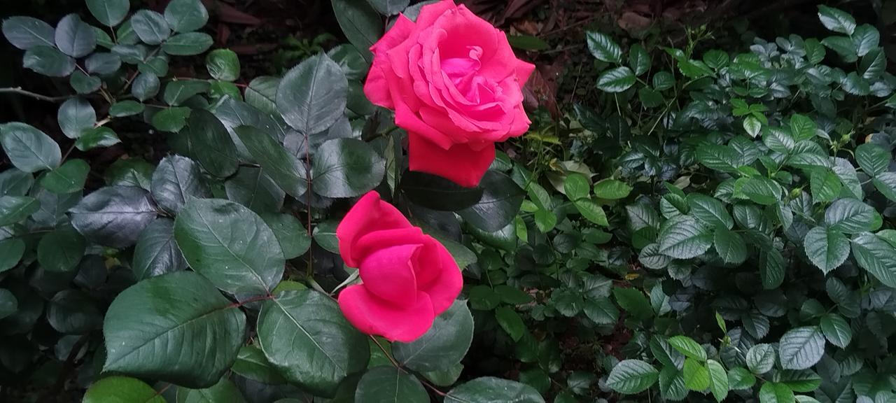 发一张你相册最近拍的花