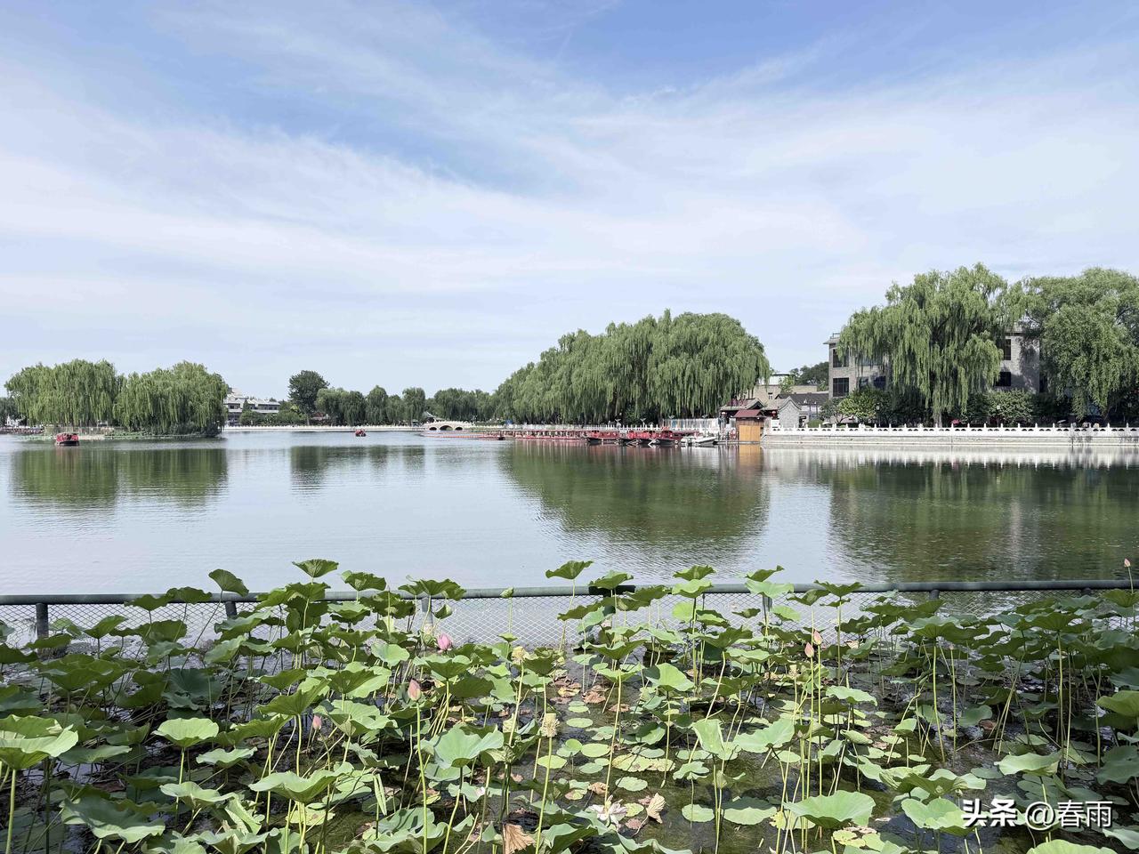近些时日，北京天气阴晴不定，花期自然姗姗来迟。凡事不必急于求成，放平心态耐心等待