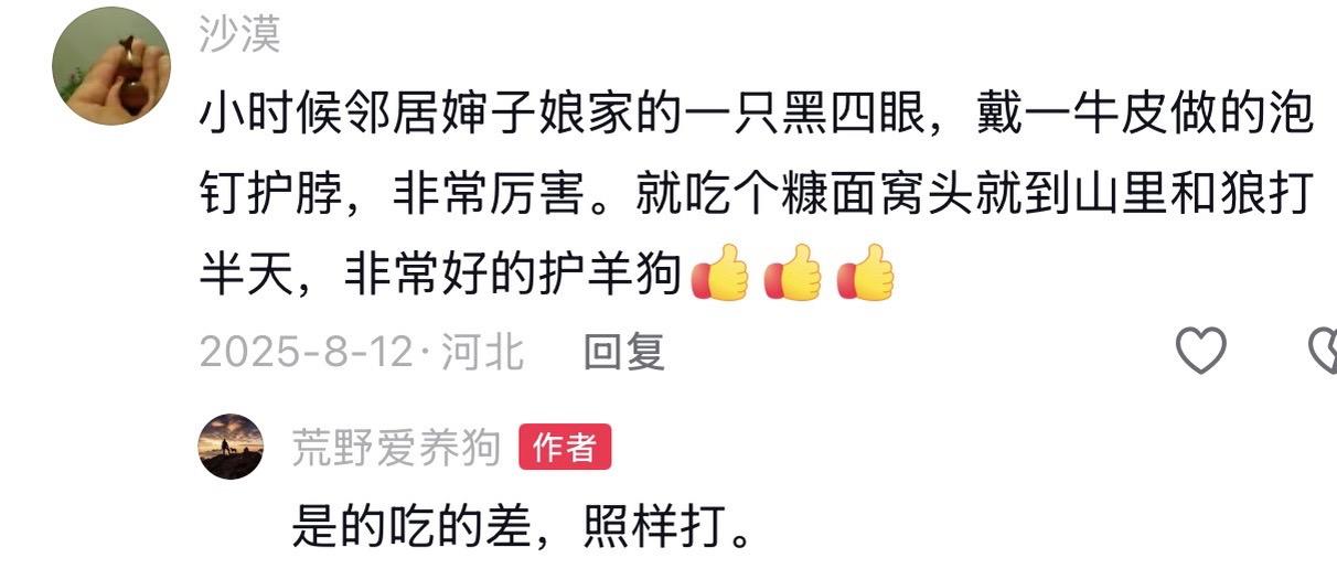 这条黑四眼保护羊的狗，能跟狼打半天，首先是因为它本身天赋很强，每天又在山里跟着人