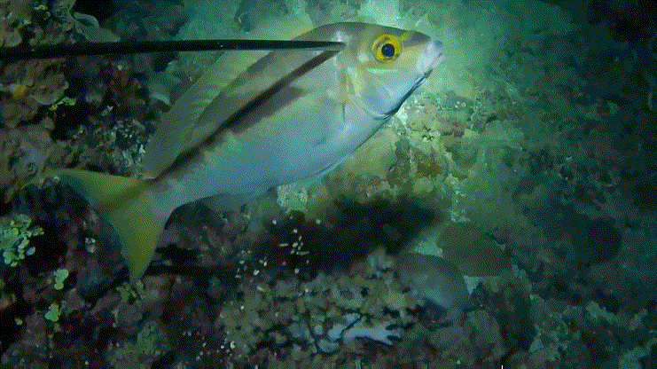 🌊🦈 深海猎手海底捕鱼GIF动图，带你领略前所未有的水下捕猎体验！
在这份精