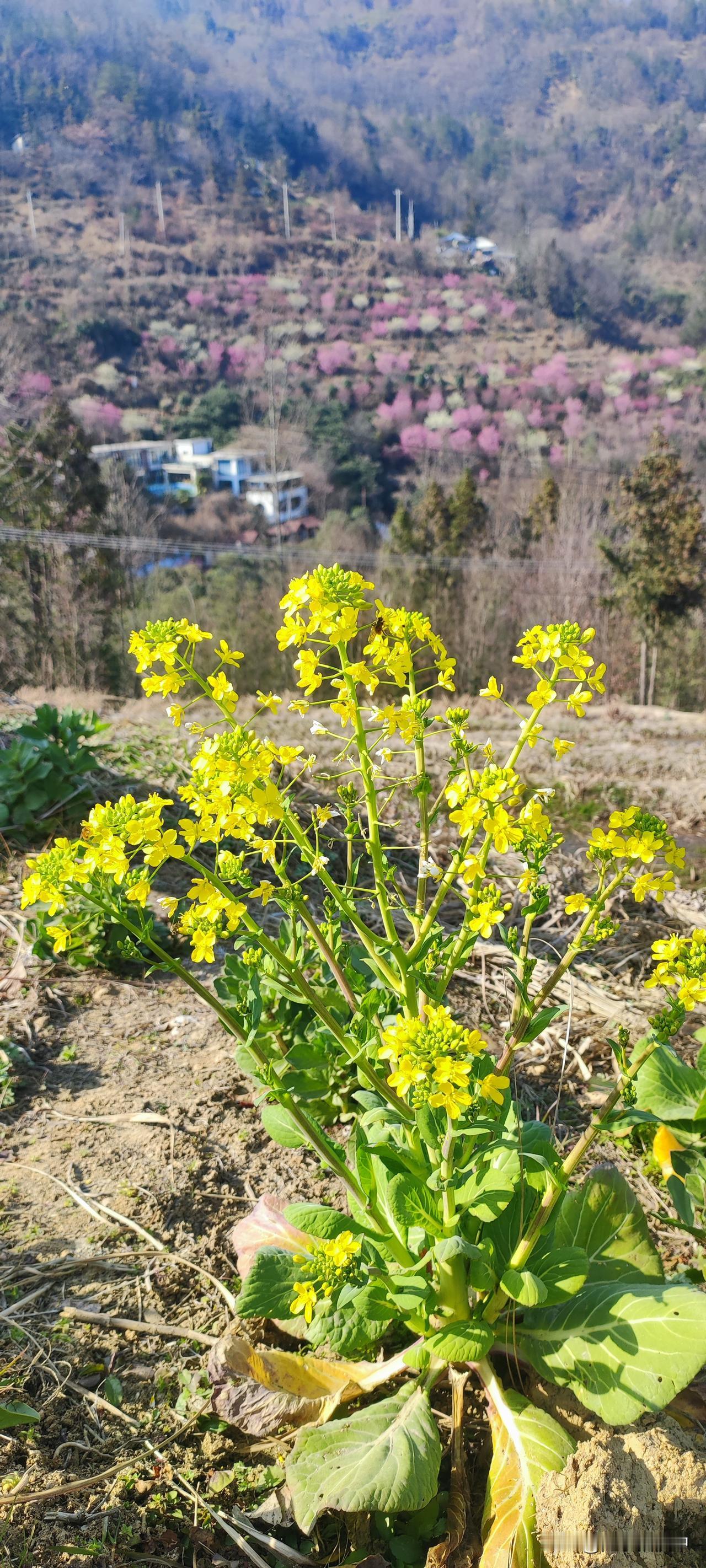 冬日生活打卡季路边的田埂上，一株心太急的油菜已开花。于是，红的粉的白的黄的，春日