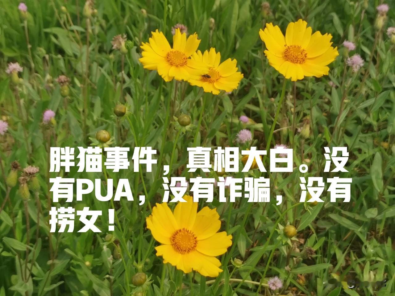 胖猫事件终局，真相大白于天下。没有PUA，没有诈骗，没有捞女！

这起事件就是青