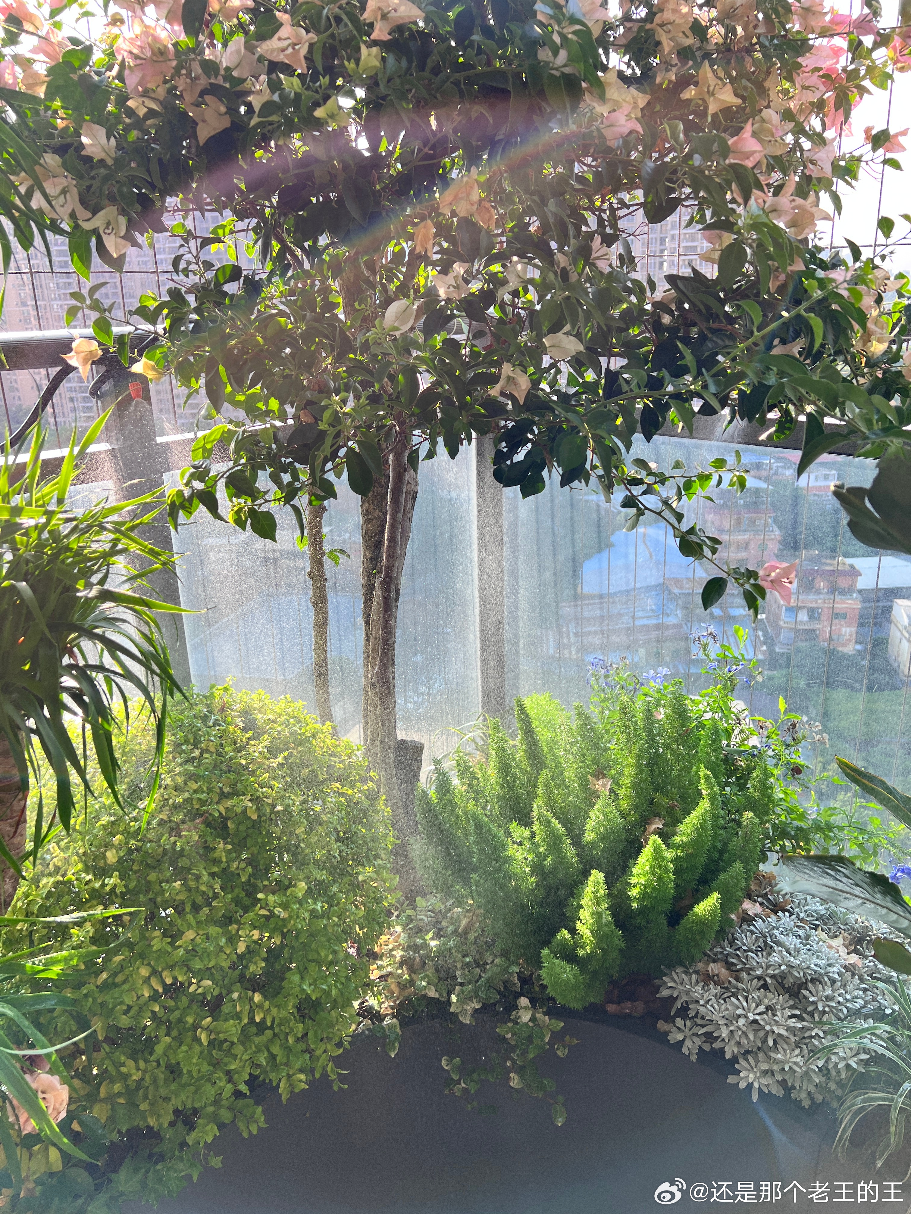 早安朋友们 