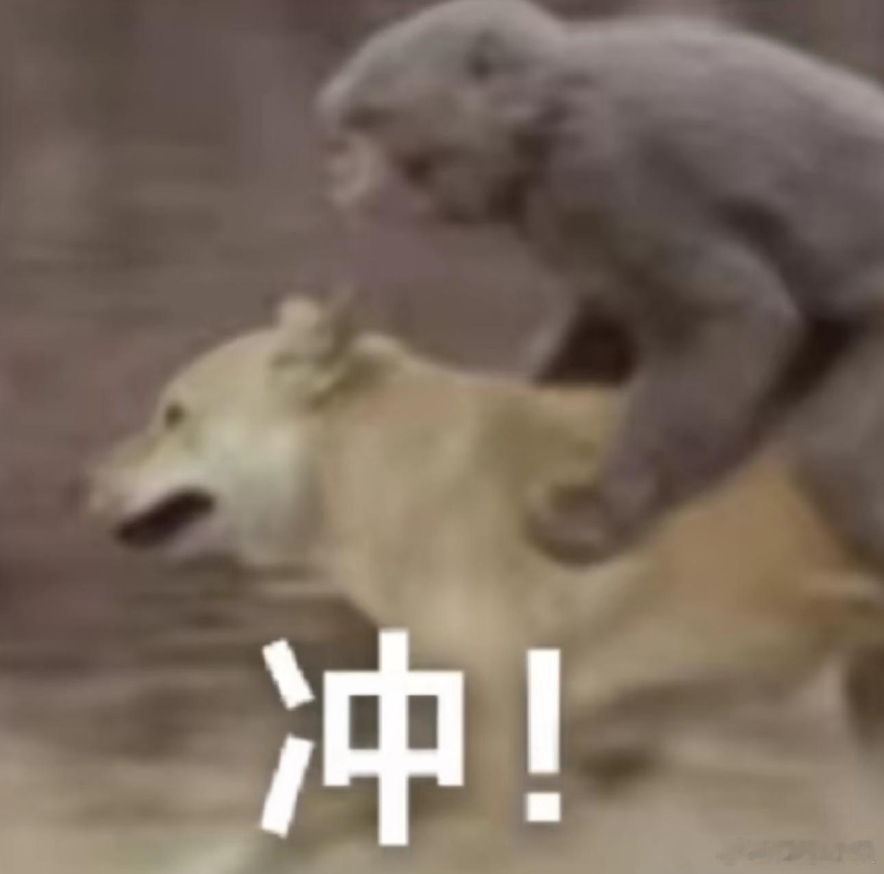 兄弟们，昨晚这剧本真的是无可奈何，一红两黑，丸子无话可说！对不起兄弟们！早场澳超