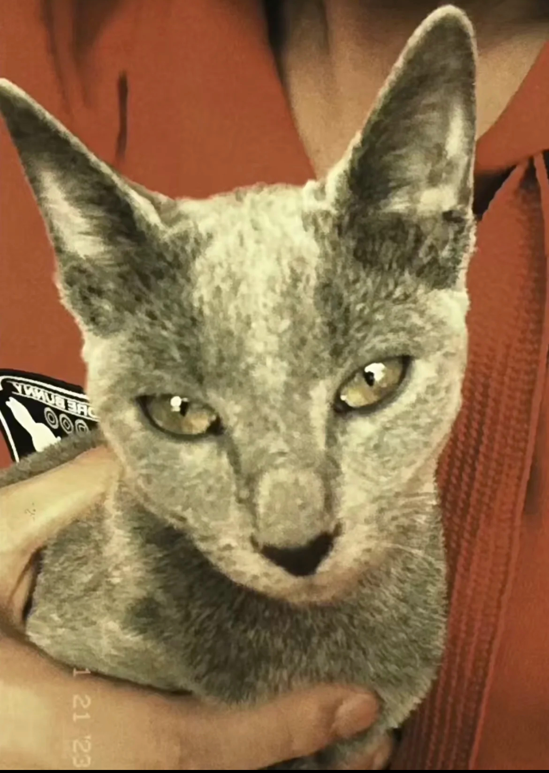胖若两猫🐱Natasha:你礼貌吗 ​​​