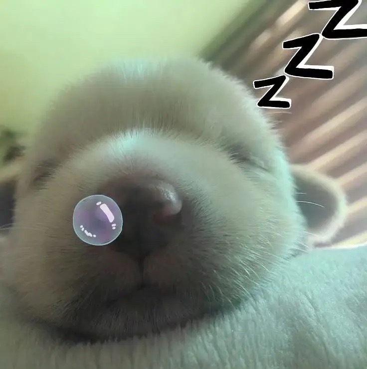 晚安宝宝狗 睡个好觉😴还有几天俺就忙完啦 这几天好想你好想你好想你 你最近在忙