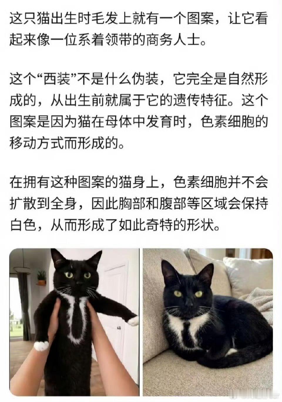 一生体面的奶牛猫商务猫