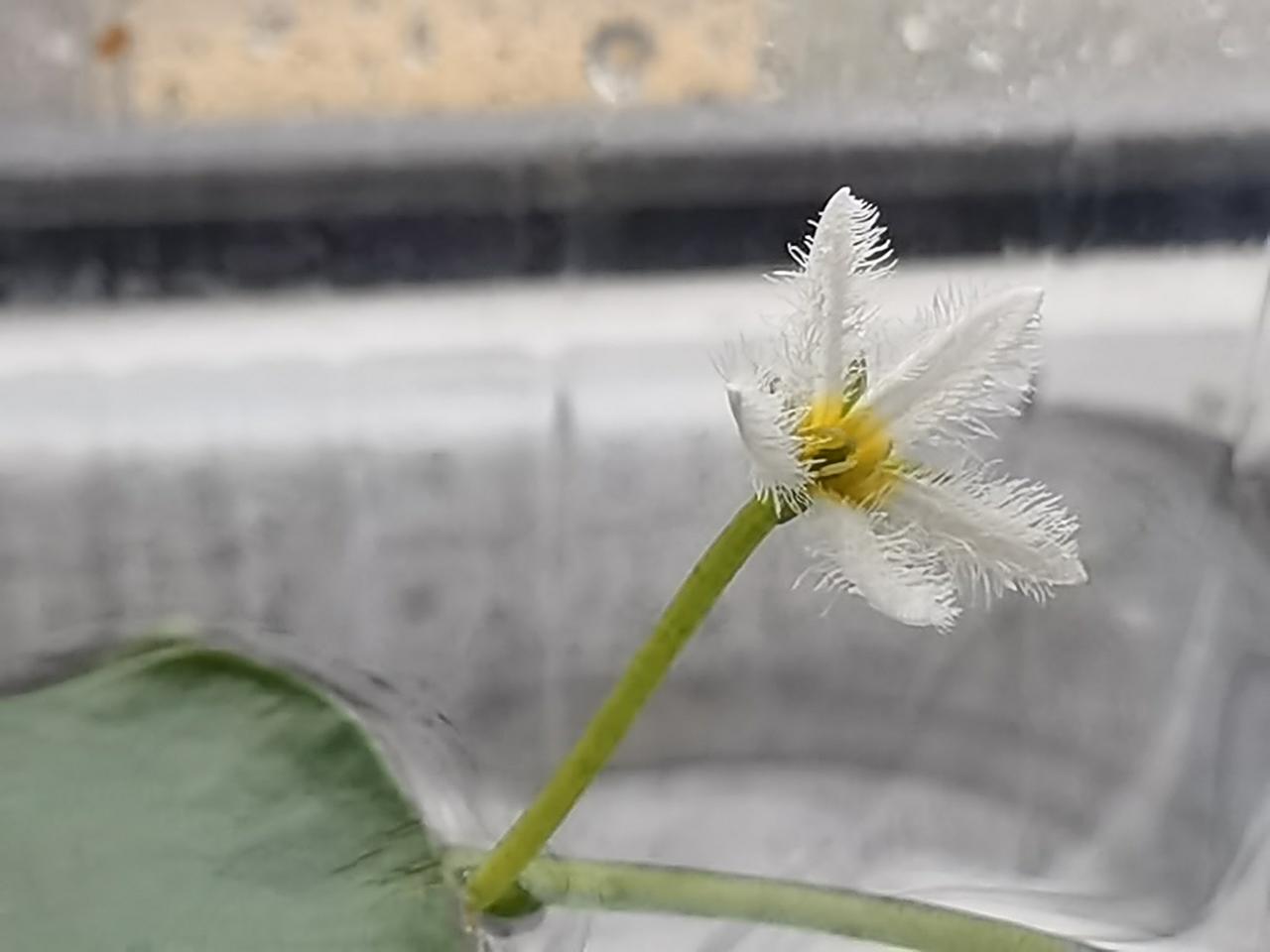 在网上买的一叶莲，水里养了几天，有一叶开花了呢！
花朵娇俏，是清雅的乳白色。五瓣